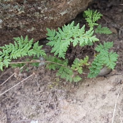 Cheilanthes austrotenuifolia (Rock Fern) at Tennent, ACT - 23 Feb 2021 by tpreston