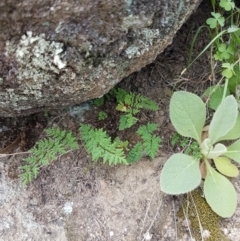 Cheilanthes austrotenuifolia at Tennent, ACT - 23 Feb 2021 02:24 PM