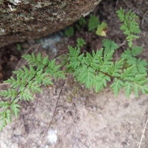 Cheilanthes austrotenuifolia at Tennent, ACT - 23 Feb 2021 02:24 PM