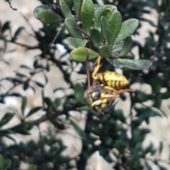 Vespula germanica (European wasp) at Tennent, ACT - 23 Feb 2021 by tpreston
