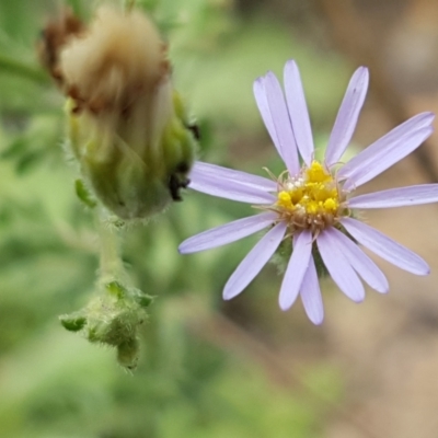 Vittadinia cuneata var. cuneata (Fuzzy New Holland Daisy) at Tennent, ACT - 23 Feb 2021 by tpreston