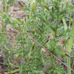 Vittadinia cuneata var. cuneata at Tennent, ACT - 23 Feb 2021 02:19 PM