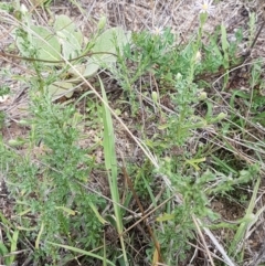 Vittadinia cuneata var. cuneata at Tennent, ACT - 23 Feb 2021 02:19 PM