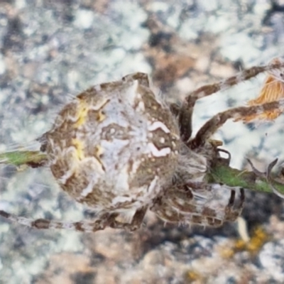 Backobourkia sp. (genus) (An orb weaver) at Booth, ACT - 23 Feb 2021 by trevorpreston