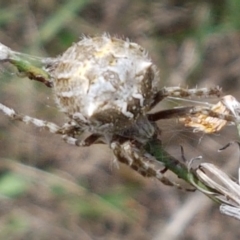 Backobourkia sp. (genus) at Booth, ACT - 23 Feb 2021 02:16 PM