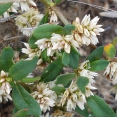 Alternanthera sp. A Flora of NSW (M. Gray 5187) J. Palmer at Old Naas TSR - 23 Feb 2021 by tpreston