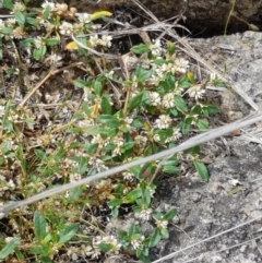 Alternanthera sp. A Flora of NSW (M. Gray 5187) J. Palmer at Tennent, ACT - 23 Feb 2021