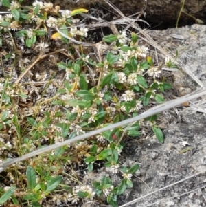 Alternanthera sp. A Flora of NSW (M. Gray 5187) J. Palmer at Tennent, ACT - 23 Feb 2021 02:14 PM