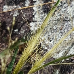 Panicum effusum (Hairy Panic Grass) at Tennent, ACT - 23 Feb 2021 by trevorpreston