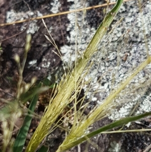 Panicum effusum at Tennent, ACT - 23 Feb 2021 02:14 PM