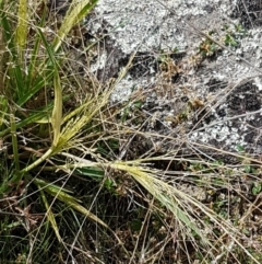 Panicum effusum at Tennent, ACT - 23 Feb 2021 02:14 PM