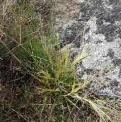 Panicum effusum at Tennent, ACT - 23 Feb 2021 02:14 PM