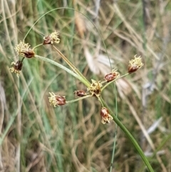 Fimbristylis dichotoma (A Sedge) at Tennent, ACT - 23 Feb 2021 by trevorpreston