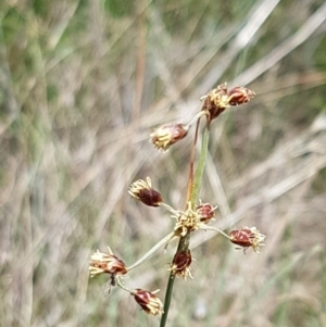 Fimbristylis dichotoma at Tennent, ACT - 23 Feb 2021