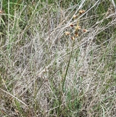 Fimbristylis dichotoma at Tennent, ACT - 23 Feb 2021