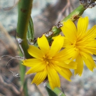 Chondrilla juncea (Skeleton Weed) at Tennent, ACT - 23 Feb 2021 by trevorpreston