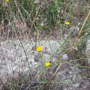 Chondrilla juncea at Tennent, ACT - 23 Feb 2021