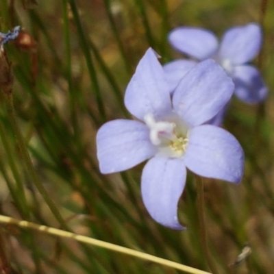 Wahlenbergia sp. (Bluebell) at Old Naas TSR - 23 Feb 2021 by tpreston