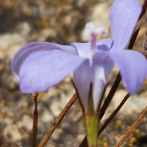 Wahlenbergia sp. at Tennent, ACT - 23 Feb 2021
