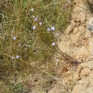 Wahlenbergia sp. at Tennent, ACT - 23 Feb 2021