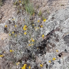 Chrysocephalum apiculatum (Common Everlasting) at Tennent, ACT - 23 Feb 2021 by trevorpreston