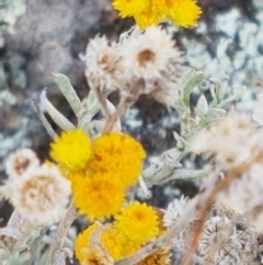 Chrysocephalum apiculatum at Tennent, ACT - 23 Feb 2021