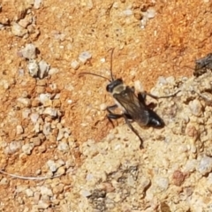 Unidentified Sand or digger wasp (Crabronidae or Sphecidae) at Tennent, ACT - 23 Feb 2021 by tpreston