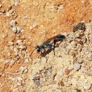 Sphecinae sp. (subfamily) at Tennent, ACT - 23 Feb 2021