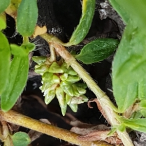 Persicaria prostrata at Tennent, ACT - 23 Feb 2021