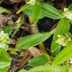 Persicaria prostrata at Tennent, ACT - 23 Feb 2021