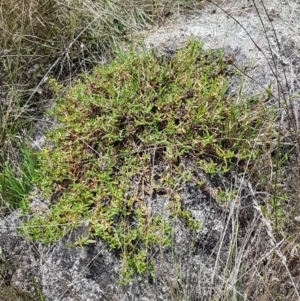 Persicaria prostrata at Tennent, ACT - 23 Feb 2021