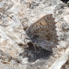 Lucia limbaria (Chequered Copper) at Tennent, ACT - 23 Feb 2021 by tpreston