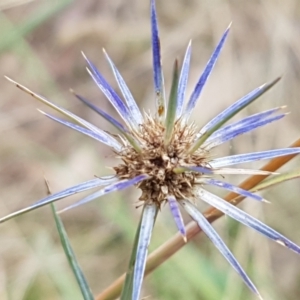 Eryngium ovinum at Paddys River, ACT - 23 Feb 2021 01:35 PM