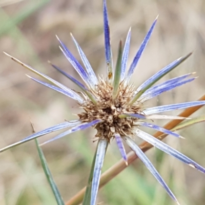 Eryngium ovinum (Blue Devil) at Paddys River, ACT - 23 Feb 2021 by trevorpreston