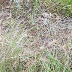 Eryngium ovinum at Paddys River, ACT - 23 Feb 2021 01:35 PM