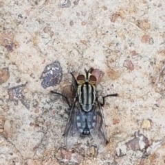 Sarcophagidae (family) (Unidentified flesh fly) at Paddys River, ACT - 23 Feb 2021 by trevorpreston