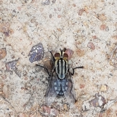 Sarcophagidae (family) (Unidentified flesh fly) at Paddys River, ACT - 23 Feb 2021 by trevorpreston