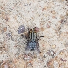 Sarcophagidae sp. (family) at Paddys River, ACT - 23 Feb 2021