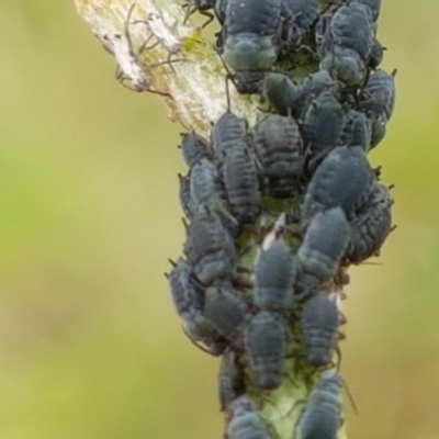 Aphididae (family) (Unidentified aphid) at Paddys River, ACT - 23 Feb 2021 by trevorpreston
