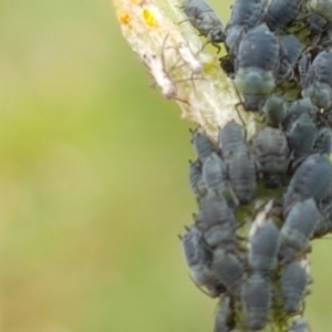 Aphididae (family) at Paddys River, ACT - 23 Feb 2021