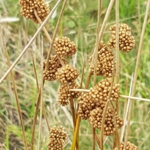 Juncus australis at Paddys River, ACT - 23 Feb 2021