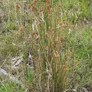 Juncus australis at Paddys River, ACT - 23 Feb 2021