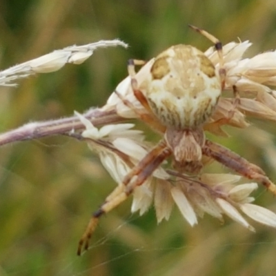 Araneinae (subfamily) (Orb weaver) at Paddys River, ACT - 23 Feb 2021 by trevorpreston