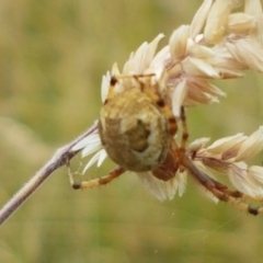 Araneinae (subfamily) at Paddys River, ACT - 23 Feb 2021 01:01 PM