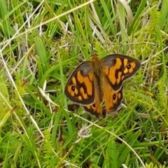 Heteronympha penelope (Shouldered Brown) at Gibraltar Pines - 23 Feb 2021 by tpreston