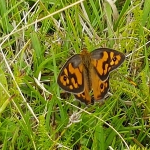 Heteronympha penelope at Paddys River, ACT - 23 Feb 2021