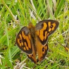 Heteronympha penelope at Paddys River, ACT - 23 Feb 2021