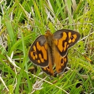 Heteronympha penelope at Paddys River, ACT - 23 Feb 2021