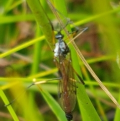 Gynoplistia sp. (genus) (Crane fly) at Paddys River, ACT - 23 Feb 2021 by trevorpreston