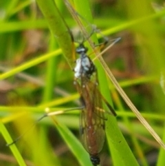 Gynoplistia sp. (genus) (Crane fly) at Gibraltar Pines - 23 Feb 2021 by tpreston